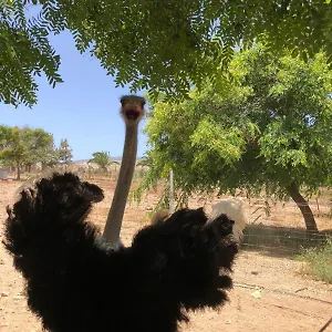 Finca Avestruz Farm stay